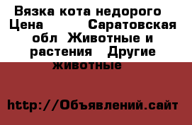 Вязка кота недорого › Цена ­ 700 - Саратовская обл. Животные и растения » Другие животные   